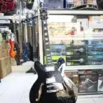 Gibson jazz guitar