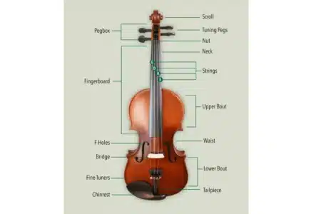 violin instrument anatomy